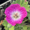 Geranium cinereum Jolly Jewel Hot Pink