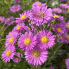 Aster novi belgii Challenger