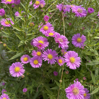 Aster novi belgii Challenger Aster novi belgii Challenger