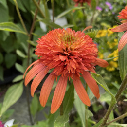 Echinacea Irresistible