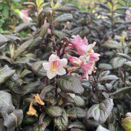Weigela Vintage Love