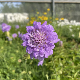 Scabiosa columbaria Flutter Deep Blue