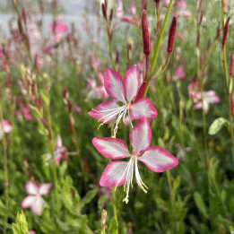 Fleurs de la Gaura Rosy Jane