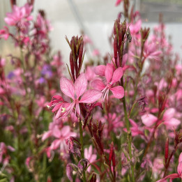 Gaura Baby Butterfly Dark Pink