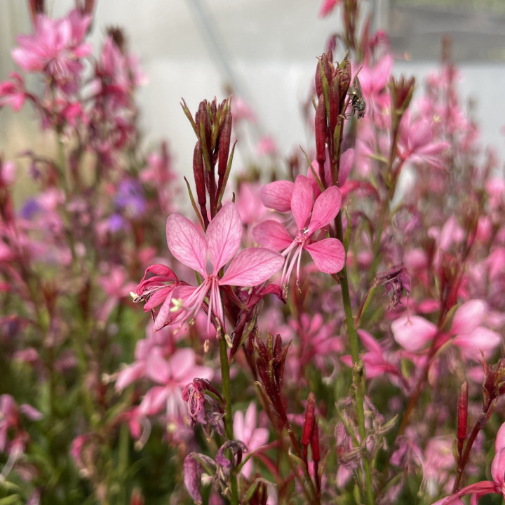 Gaura Baby Butterfly Dark Pink
