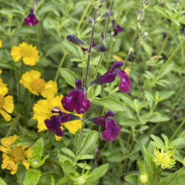 Salvia Nachtvlinder
