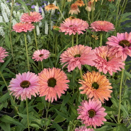 Floraison de l'Echinacea SunSeekers Rainbow