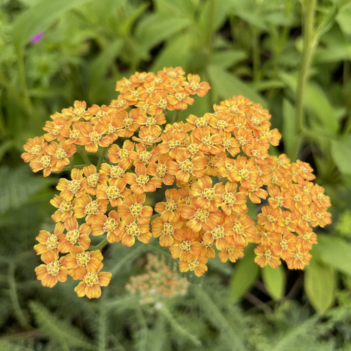 Fleurs jaune orangé de l'Achillea millefolium Terracotta