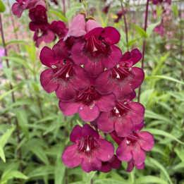Penstemon hybride Rich Ruby