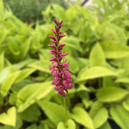 Persicaria amplexicaulis Cottesbrook Gold
