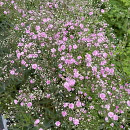 Floraison du Gypsophila paniculata Flamingo