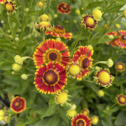 Floraison d'Helenium autumnale Mariachi Fuego