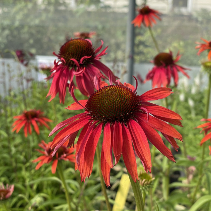 Echinacea Hot Lava