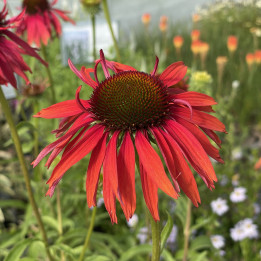 Echinacea Hot Lava