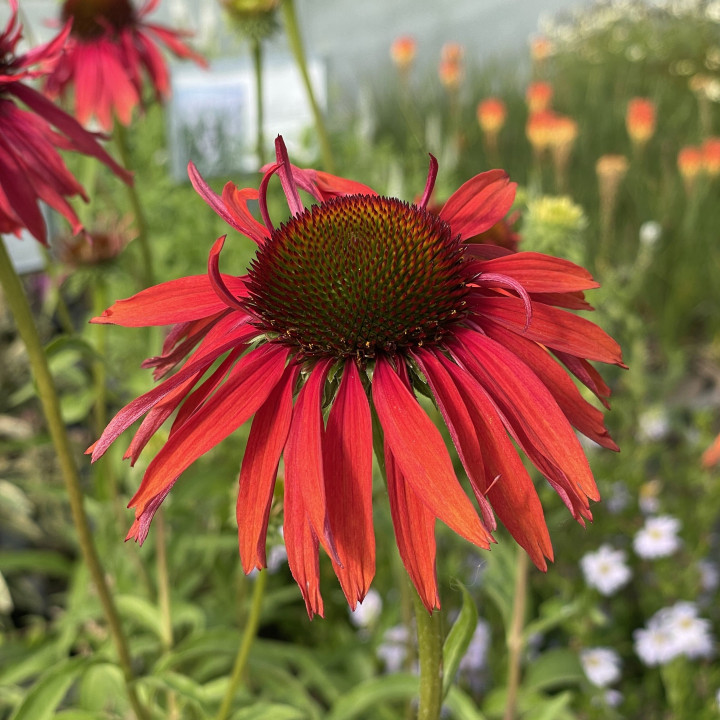 Echinacea Hot Lava