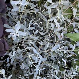 Eucalyptus Gunnii France Bleue (Gommier cidre) — Compact, -10°C