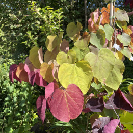 Cercis canadensis Eternal Flame