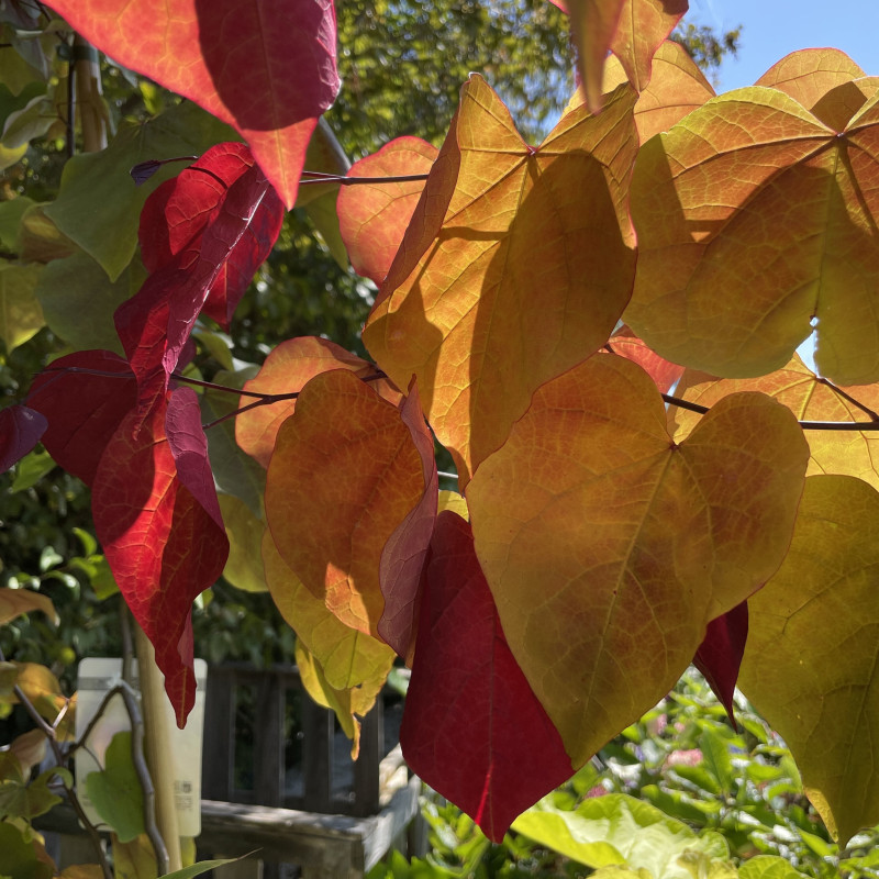Gainier rouge, Gainier du Canada, Cercis canadensis : planter, cultiver Gainier rouge, Gainier du Canada, Cercis canadensis : planter, cultiver