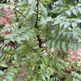 Ulmus hollandica Jacqueline Hillier