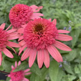 Echinacea Raspberry Truffle