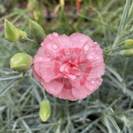 Dianthus plumarius Doris