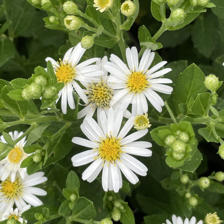 Aster ageratoides Starshine - Fleurs