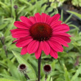 Echinacea SunSeekers Red