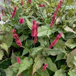 Persicaria amplexicaulis Dikke Floskes