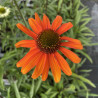 Echinacea Tiki Torch