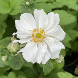 Fleur blanche semi-double de l'anémone Whirlwind aux pétales torsadés