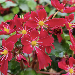 Fleurs rouges du Saxifrage fortunei Beni Tsukasa
