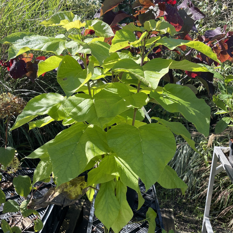 Catalpa bignonioides aurea Catalpa bignonioides aurea