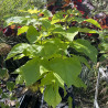 Catalpa bignonioides Aurea
