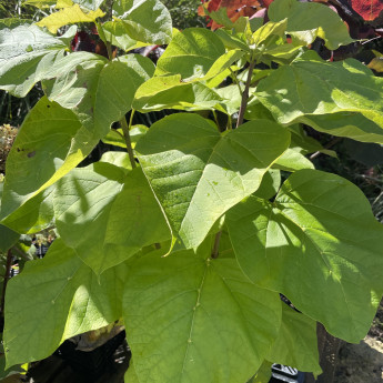 Catalpa bignonioides aurea Catalpa bignonioides aurea