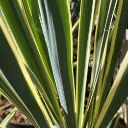 Yucca filamentosa Bright Edge