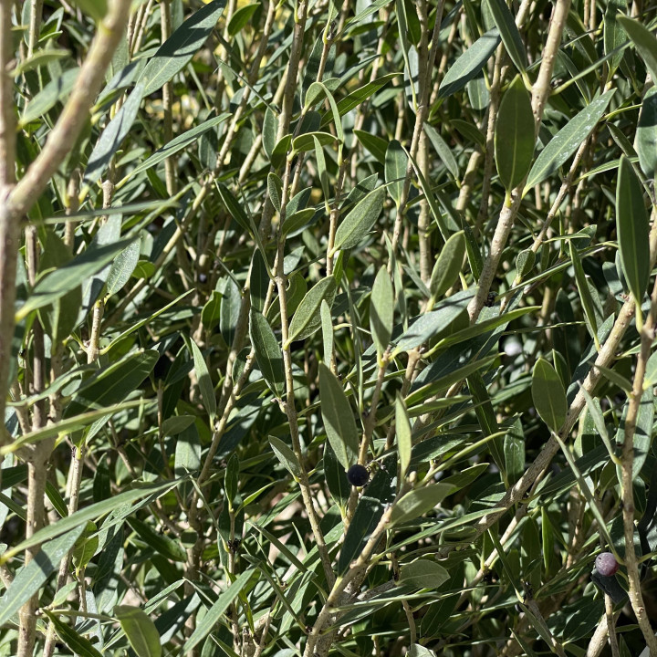 Phillyrea angustifolia