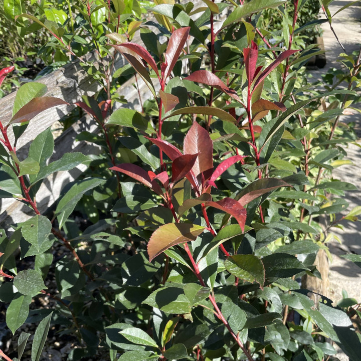 Photinia fraseri Carré Rouge