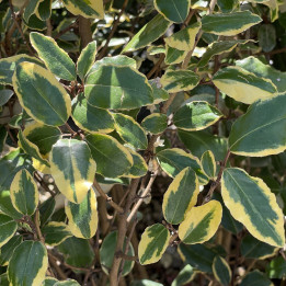 Elaeagnus ebbingei Viveleg