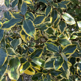 Elaeagnus ebbingei Gilt Edge
