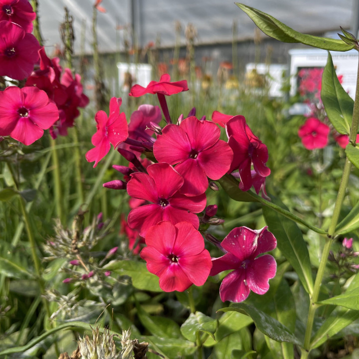 Phlox paniculata Red Riding Hood