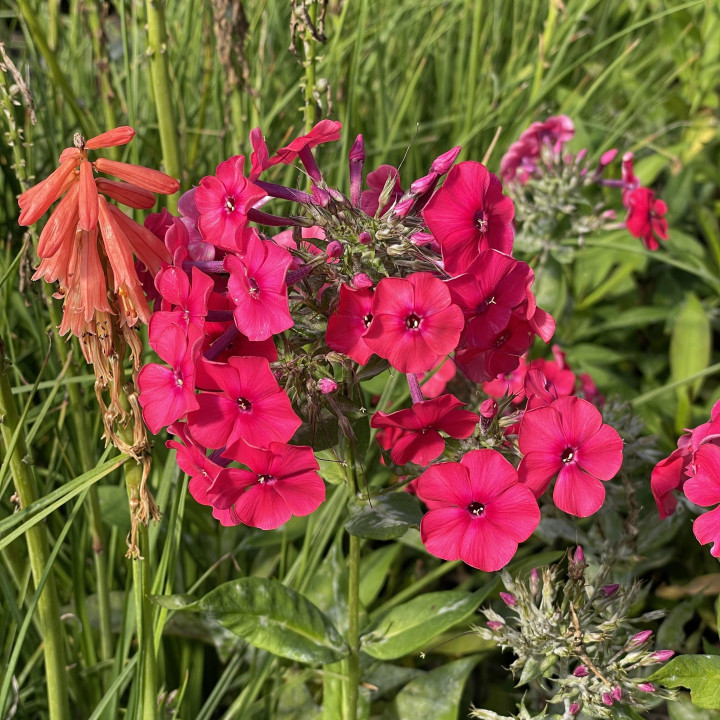 Phlox paniculata Red Riding Hood