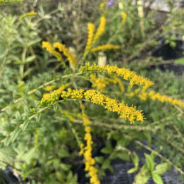 Solidago rugosa Fireworks