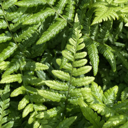 Dryopteris wallichiana