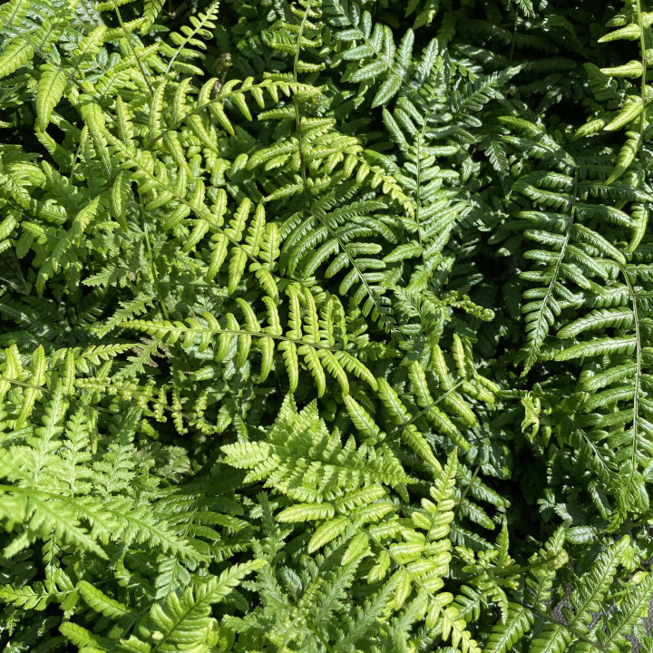 Dryopteris wallichiana