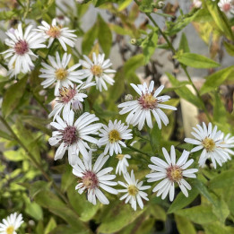 Aster lateriflorus Chloe