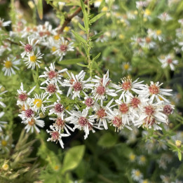 Aster ericoides Golden Spray
