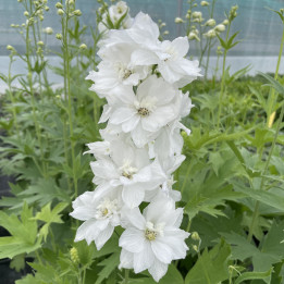 Delphinium Hoon Been