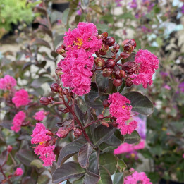 Lagerstroemia indica Pink Velour