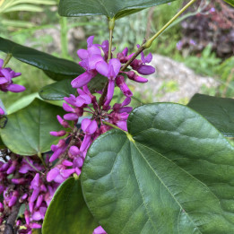 Cercis chinensis Avondale