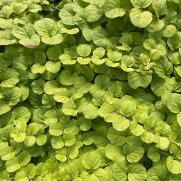 Lysimachia nummularia Aurea